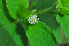 Blainvillea gayana