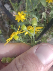 Senecio vernalis