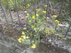 Senecio vernalis
