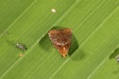 Image of Rivula leucosticta