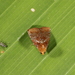 Prorivula leucosticta - Photo (c) Heiner Ziegler, algunos derechos reservados (CC BY-NC), subido por Heiner Ziegler