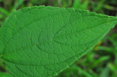 Blainvillea gayana