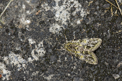 Pseudosomera noctuiformis