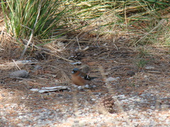 Fringilla coelebs balearica