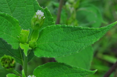 Blainvillea gayana