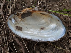 Strophitus undulatus