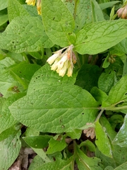 Symphytum tuberosum