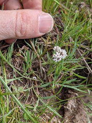 Lomatium piperi