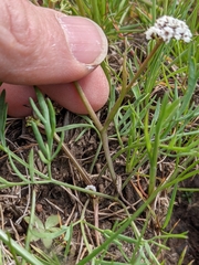 Lomatium piperi