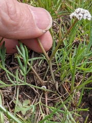 Lomatium piperi
