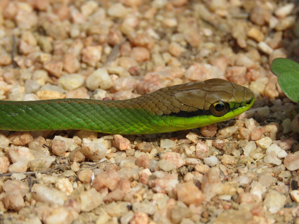 Lichtenstein's Green Racer (Philodryas olfersii) · iNaturalist