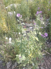 Malva sylvestris