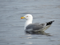 Larus michahellis