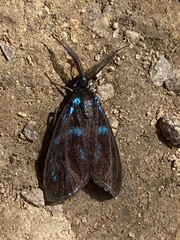 Clelea sapphirina