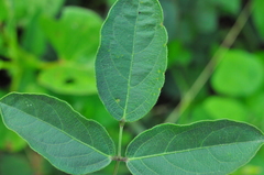 Centrosema brasilianum