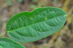 Centrosema brasilianum