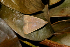Simplicia extinctalis