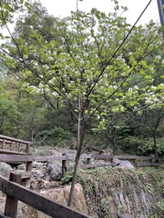 Cornus florida urbiniana