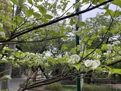 Cornus florida urbiniana