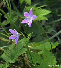 Campanula ramosissima