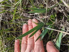 Iris missouriensis
