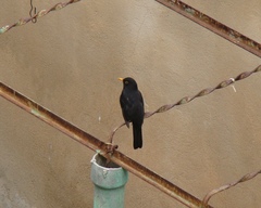 Turdus merula