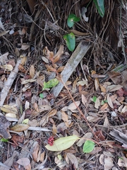 Eltroplectris calcarata