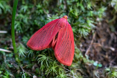 Arctioblepsis rubida