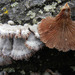 Schizophyllum commune - Photo (c) jan_thornhill, μερικά δικαιώματα διατηρούνται (CC BY-NC)