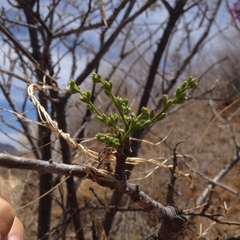 Lonchocarpus hermannii