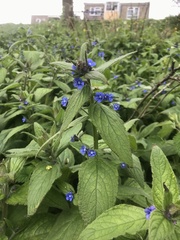Pentaglottis sempervirens