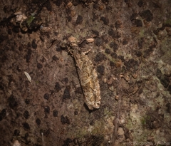 Metrioglypha phyllodes