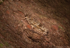 Metrioglypha phyllodes