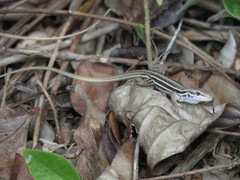 Linhares Whiptail photo 2