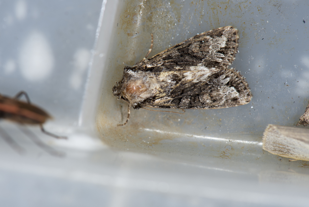 Xylopolia fulvireniforma