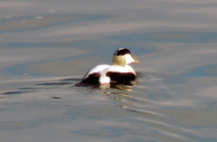 Somateria mollissima