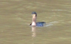 Phalacrocorax carbo