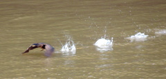 Phalacrocorax carbo