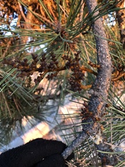 Arceuthobium vaginatum