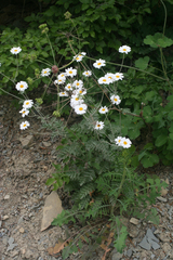 Tanacetum poteriifolium