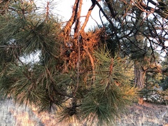 Arceuthobium vaginatum