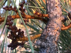 Arceuthobium vaginatum