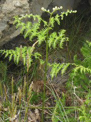 Pteridium aquilinum decompositum