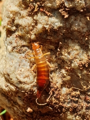 Chelidurella