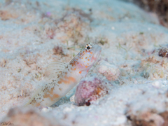 Amblyeleotris periophthalmus