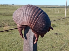 Dasypus septemcinctus