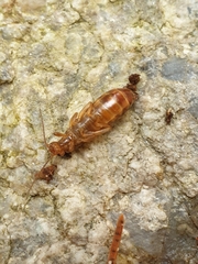 Chelidurella