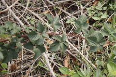 Rubus affinis