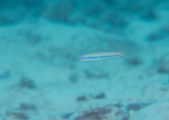 Ptereleotris microlepis