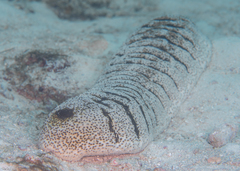 Holothuria fuscopunctata